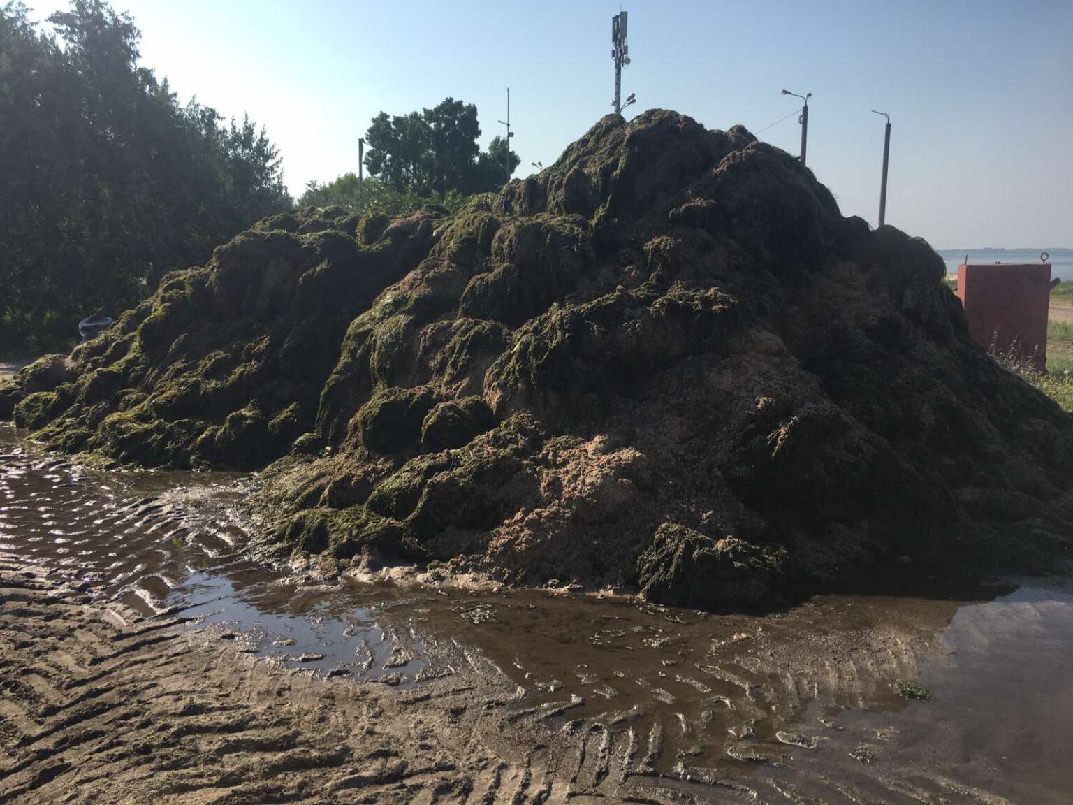 В курортном Бердянске пляжи завалило тоннами водорослей: к расчистке привлекли бульдозеры (фото)