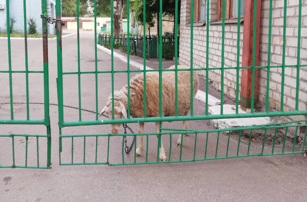 У запорізькому медичному закладі з'явилася сторожова вівця (фото)