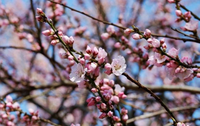 Синоптик удивил украинцев прогнозом погоды до Пасхи