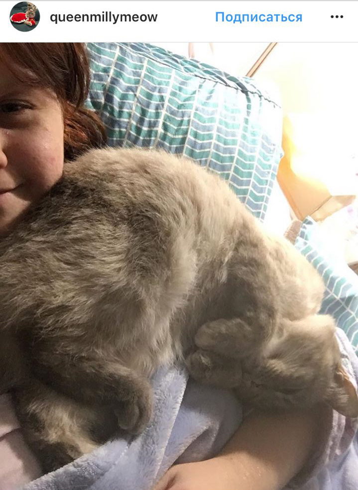 Ці котики точно знають, як зігріти господарів в холодну пору року (фото)