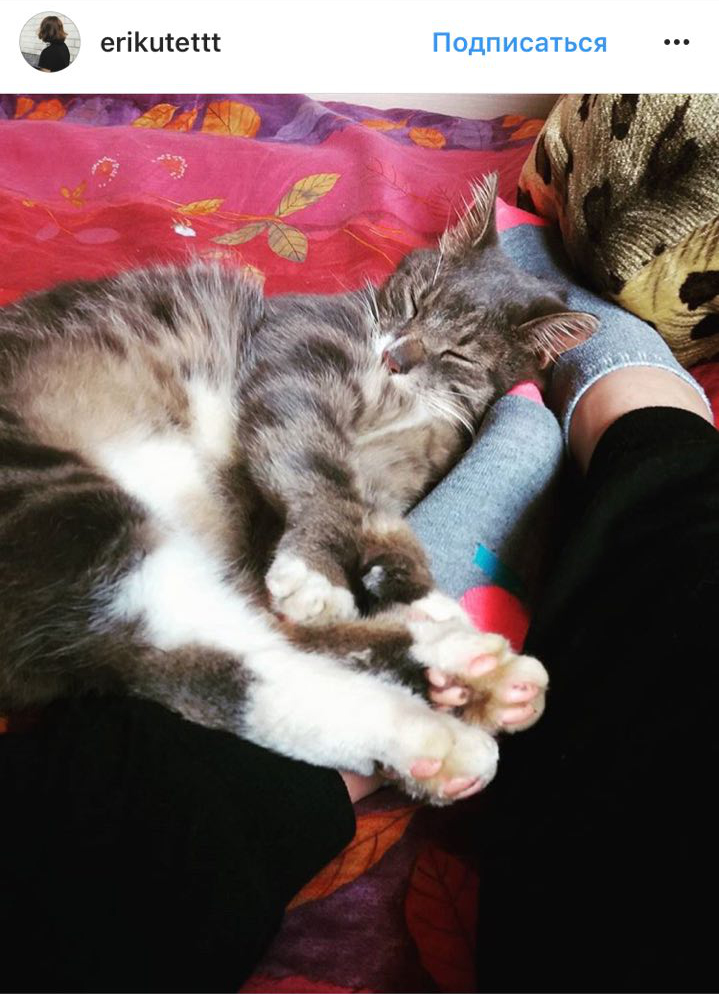 Ці котики точно знають, як зігріти господарів в холодну пору року (фото)