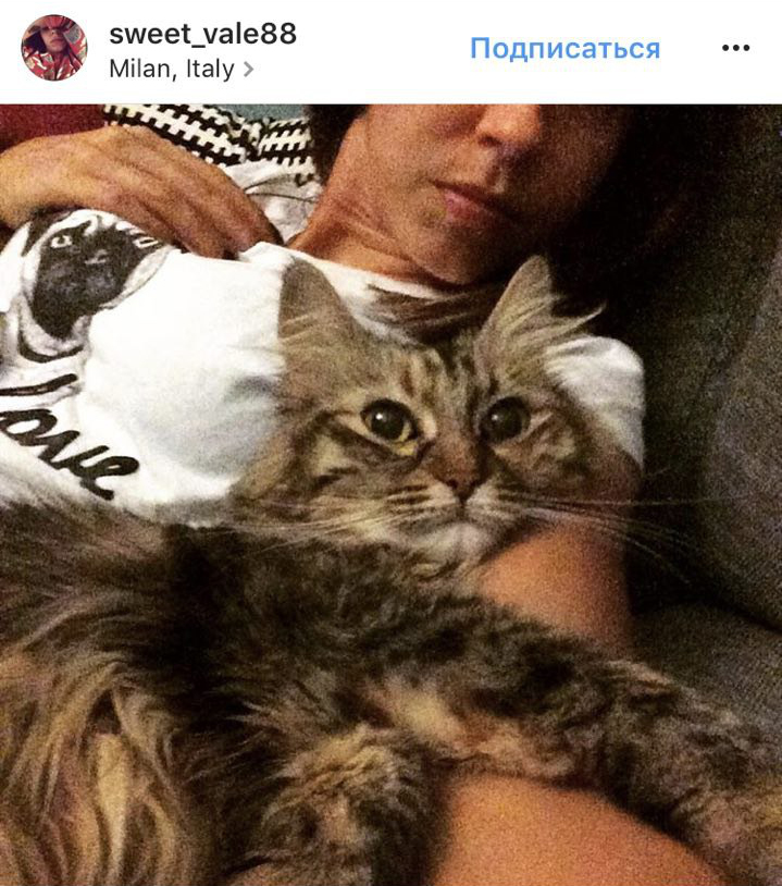 Ці котики точно знають, як зігріти господарів в холодну пору року (фото)