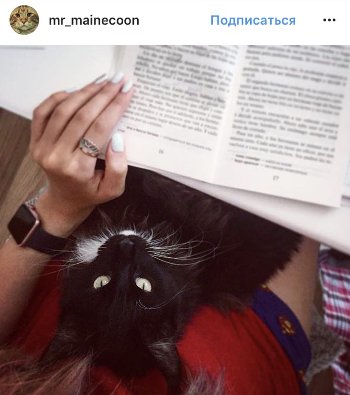 Ці котики точно знають, як зігріти господарів в холодну пору року (фото)