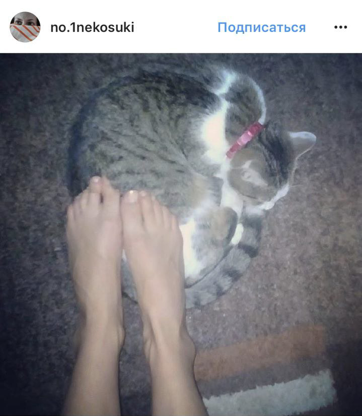 Ці котики точно знають, як зігріти господарів в холодну пору року (фото)