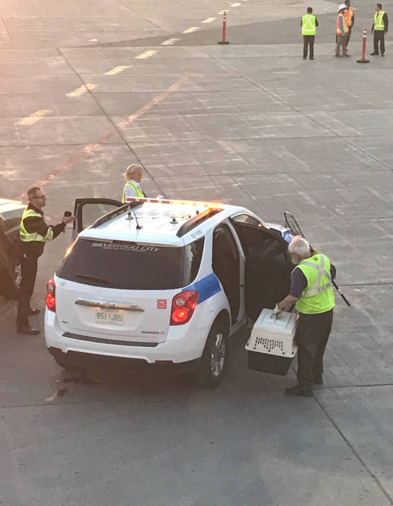 Пушистая проблема: енот задержал вылет самолета на шесть часов