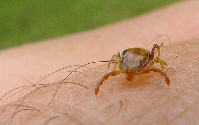 Кліщі - одна з головних загроз людству: вчені зробили важливу заяву