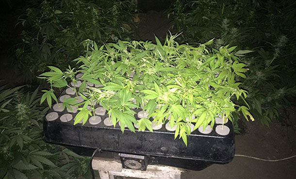 Серьезный размах: в Днепропетровской области задержали конопляного наркодельца