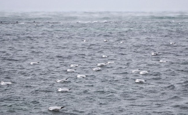 Одесситы показали замерзшее на Рождество море