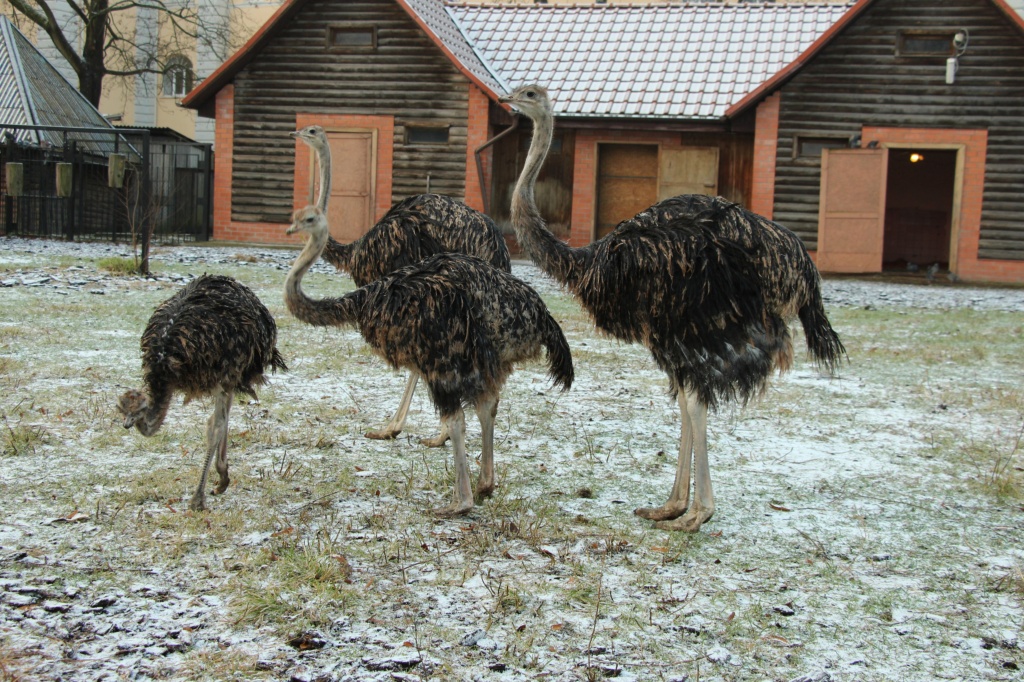 В России посетители зоопарка до смерти напугали страуса