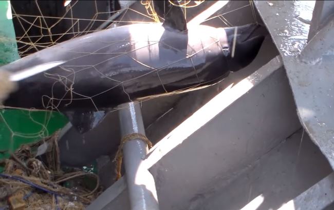 В Одесской области достали из воды 2 км браконьерских сеток с погибшими дельфинами