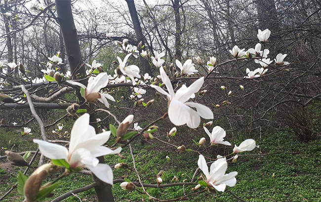 Приходили смотреть на магнолии: в сети показали свалку в киевском ботсаду (фото)