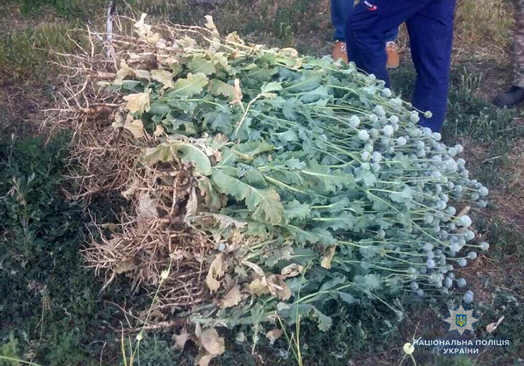 В Запорожье пенсионер устроил у себя дома наркоплантацию