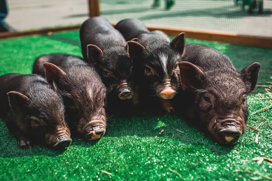 У Києві проведуть еко-ярмарок і великий Family Market для всієї родини