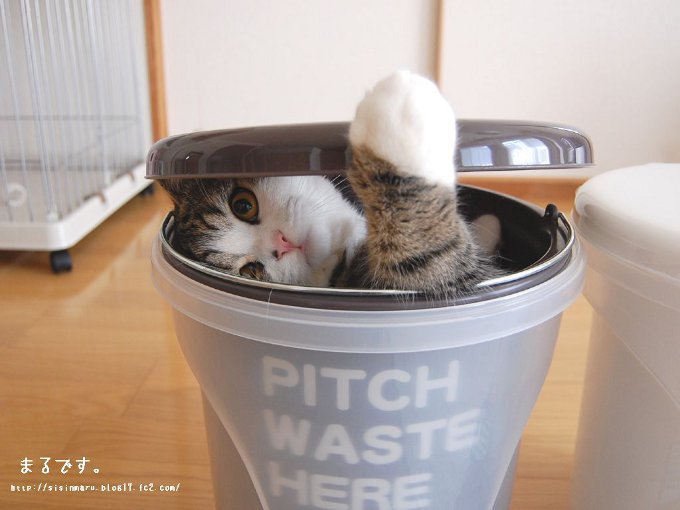 В Книге рекордов Гиннесса выбрали самого популярного в мире кота