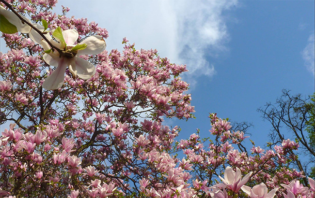 Приходили смотреть на магнолии: в сети показали свалку в киевском ботсаду (фото)