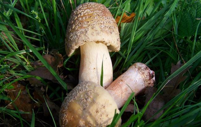 Под Киевом ребенок чуть не умер от прикосновения к самому ядовитому грибу