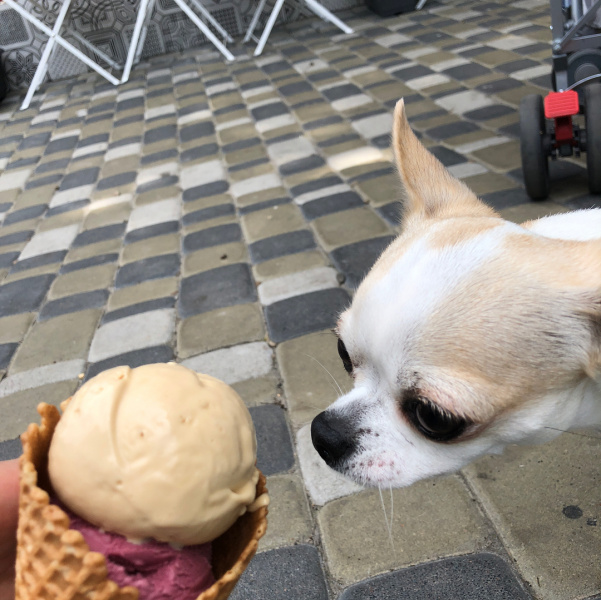 Четвероногие друзья украинских селебретис: топ-10 звездных песиков