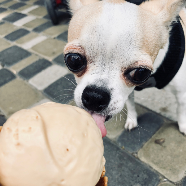 Четвероногие друзья украинских селебретис: топ-10 звездных песиков