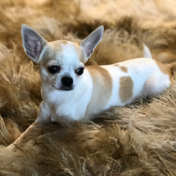 Четвероногие друзья украинских селебретис: топ-10 звездных песиков