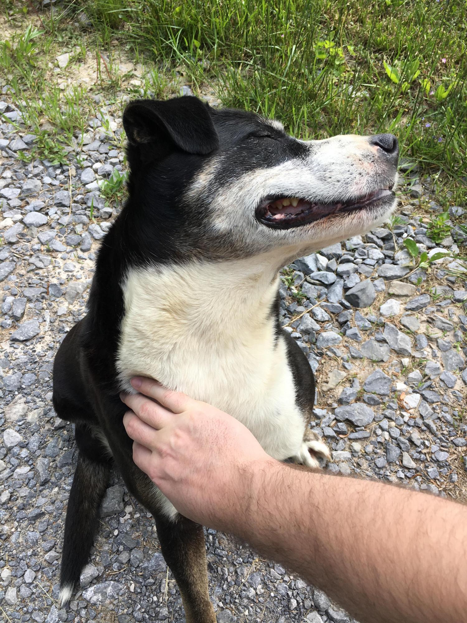 Эти собаки-улыбаки сделают ваше утро (реальные фото)