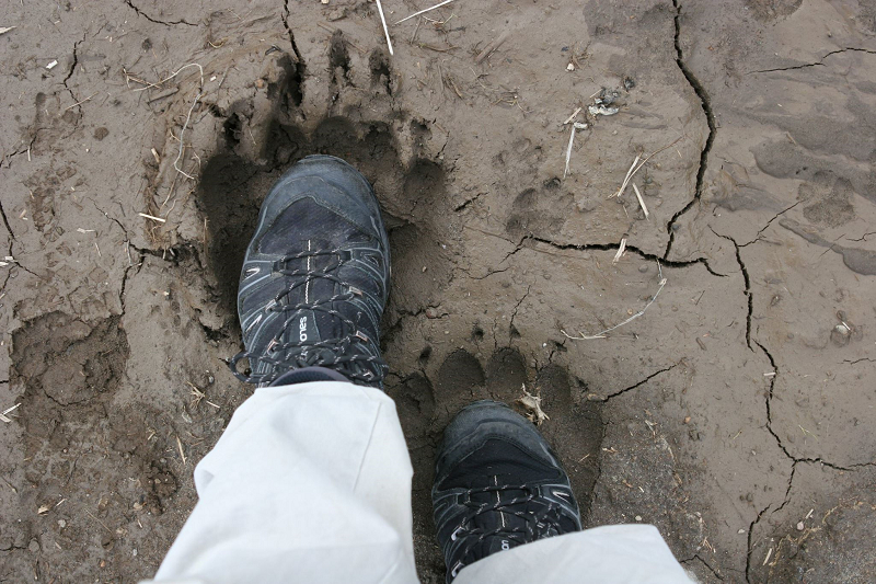 Українці 14 днів блукали по тайзі серед ведмедів і без їжі (фото)