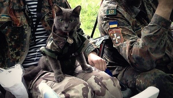 Пушистые патриоты Украины, которые поразили весь мир (фото)