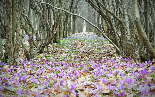 Невероятные фото: на Закарпатье расцвели крокусы