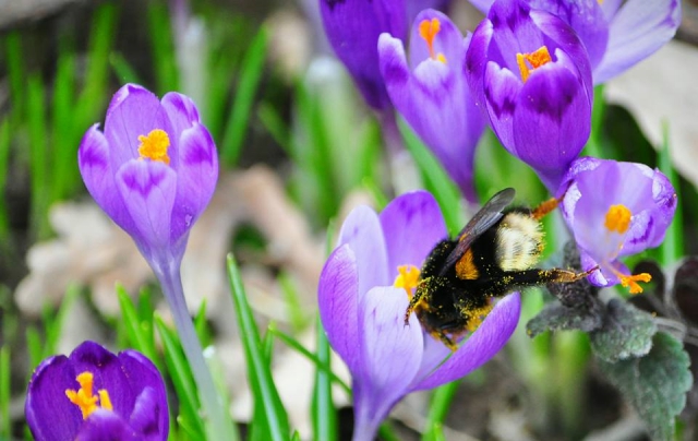 Невероятные фото: на Закарпатье расцвели крокусы