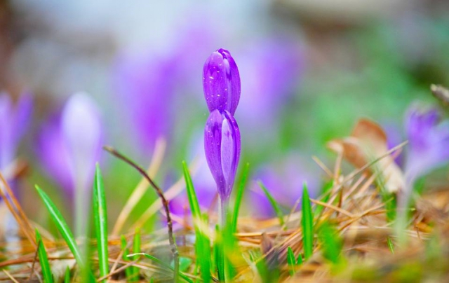 Невероятные фото: на Закарпатье расцвели крокусы