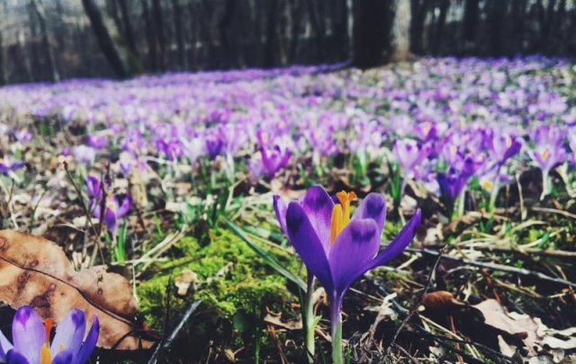 Невероятные фото: на Закарпатье расцвели крокусы