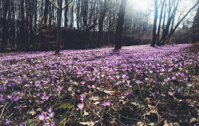 Невероятные фото: на Закарпатье расцвели крокусы