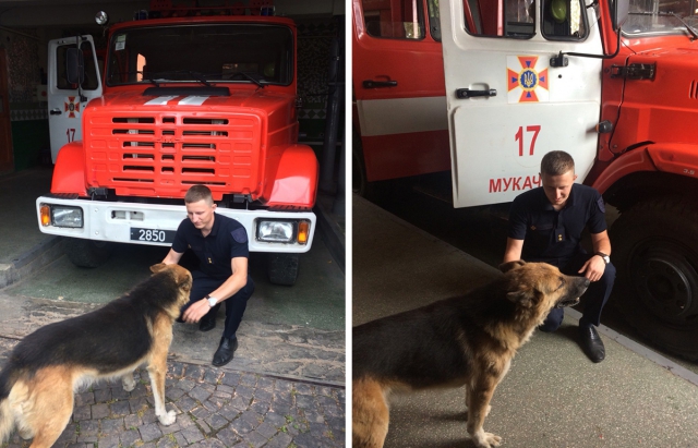 Зарплата сосисками: на Закарпатье со спасателями работает пес-пожарный (фото)