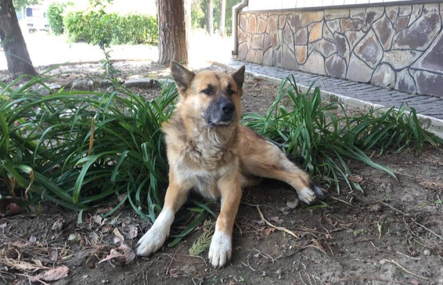 Зарплата сосисками: на Закарпатье со спасателями работает пес-пожарный (фото)