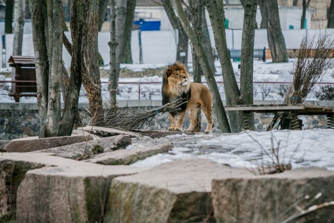 У мережі показали, як Київський зоопарк готується до відкриття нового сезону