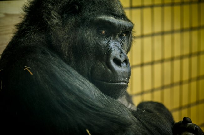 У мережі показали, як Київський зоопарк готується до відкриття нового сезону