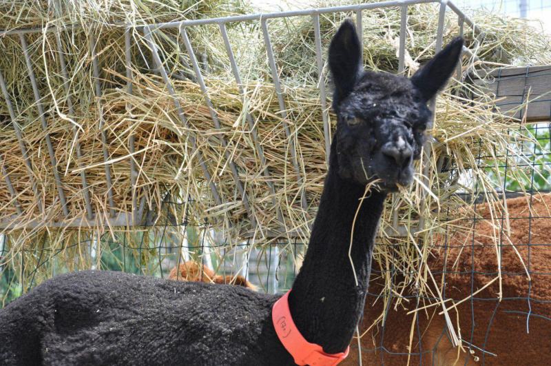 Миколаївському зоопарку після жахливої трагедії подарували рідкісну тварину (фото)