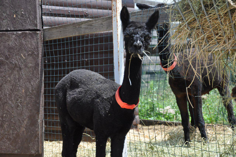 Миколаївському зоопарку після жахливої трагедії подарували рідкісну тварину (фото)