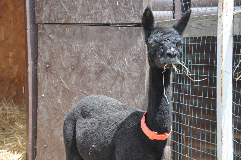 Миколаївському зоопарку після жахливої трагедії подарували рідкісну тварину (фото)