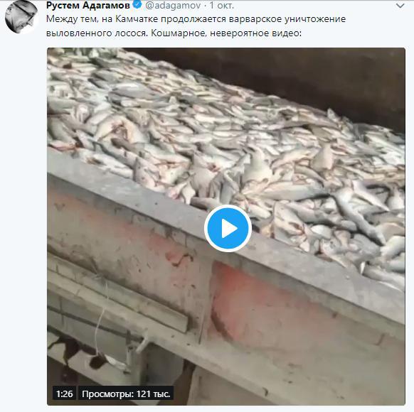 В сети показали, как россияне варварски уничтожают дорогую красную рыбу