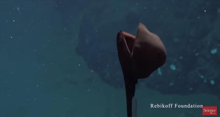 Загадковий монстр: в океані знайшли гібрид пелікана з вугром