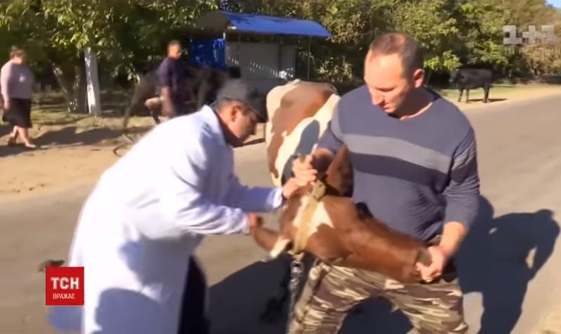 Вспышка сибирской язвы в Одесской области: на карантин закрыли еще одно село