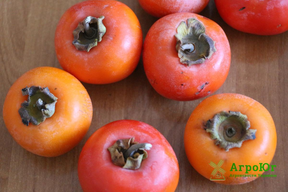 Українські вчені виростили новий сорт хурми