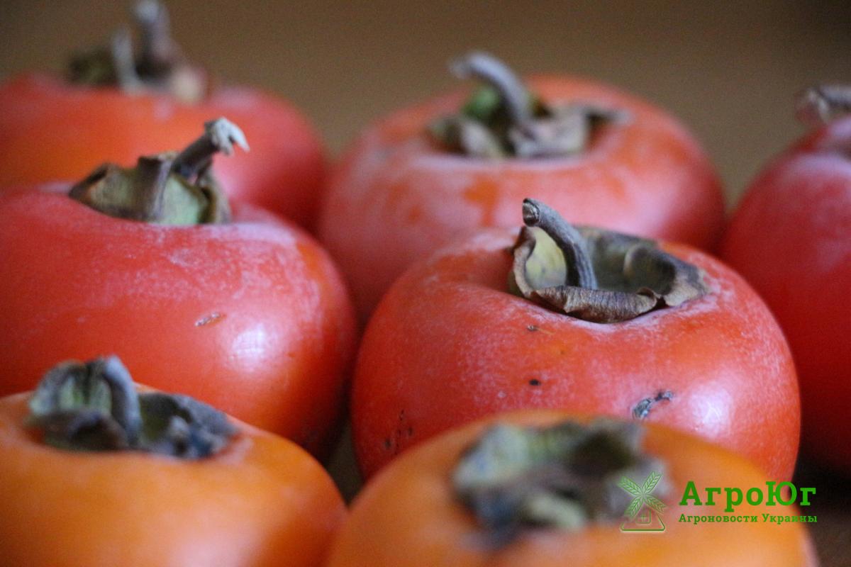 Українські вчені виростили новий сорт хурми