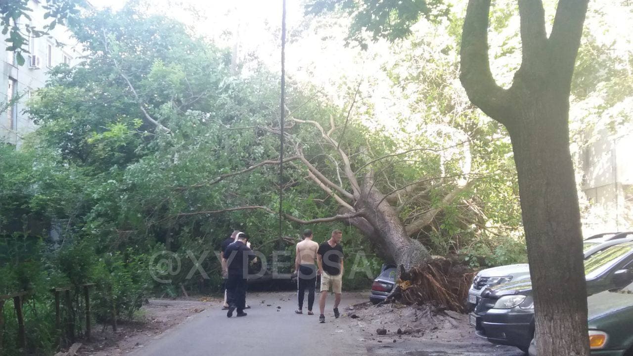 Сильный ветер в Одессе натворил беды: дерево раздавило три легковушки (фото)
