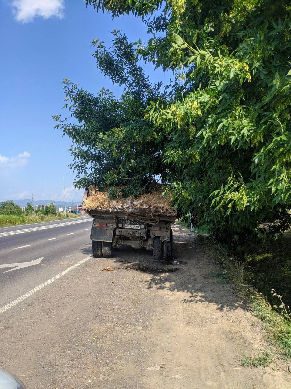 На Закарпатті з вантажівки на дорогу висипалися дохлі кури: фото вражають