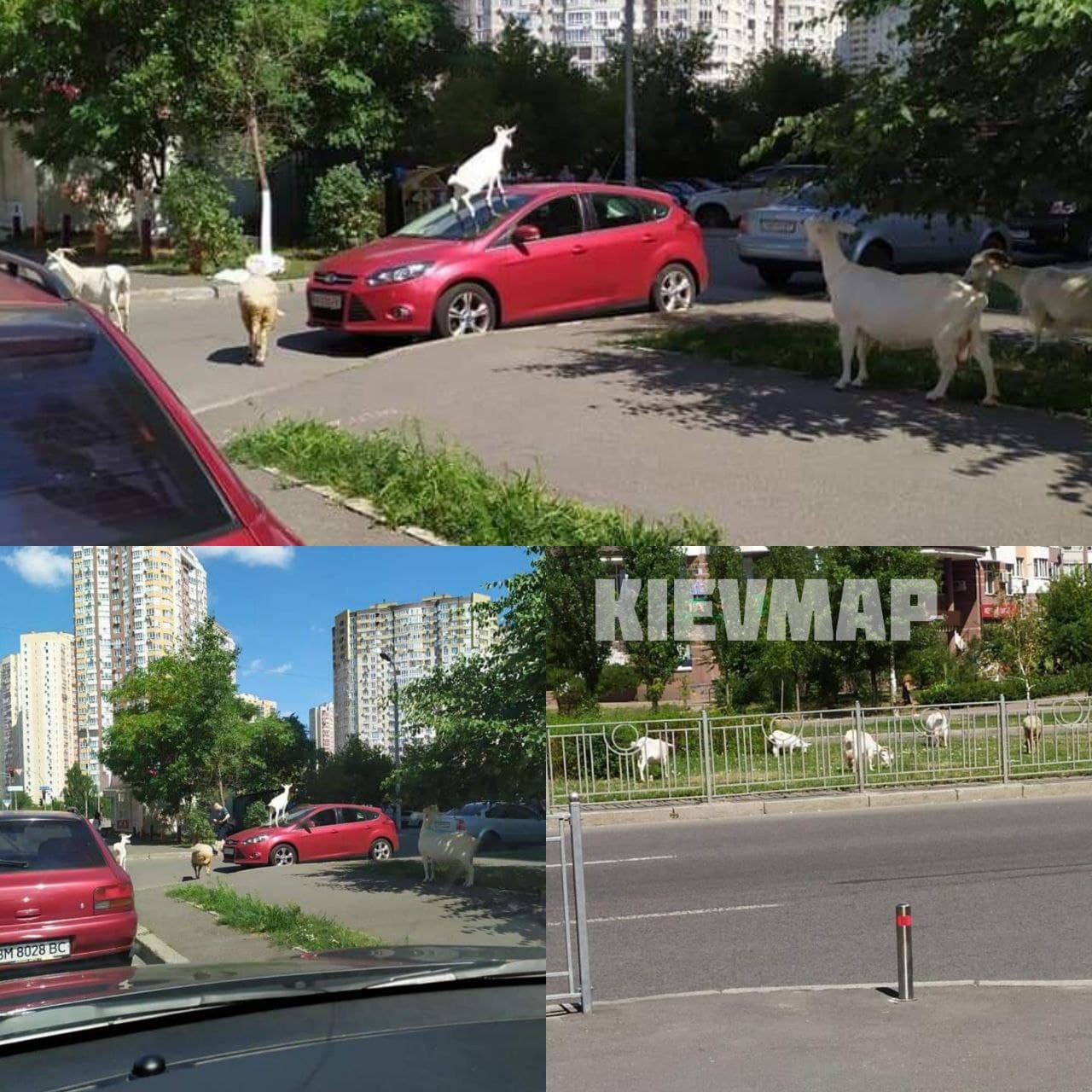 В Киеве козы гуляли посреди улицы: одна взобралась на крышу авто (фото)