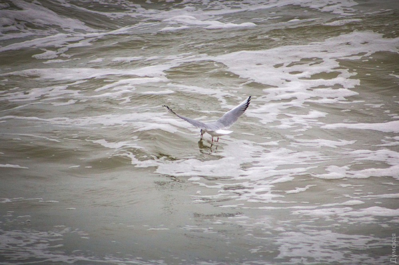 &quot;Бушующая стихия&quot;: в сети показали впечатляющие фото шторма в Одессе