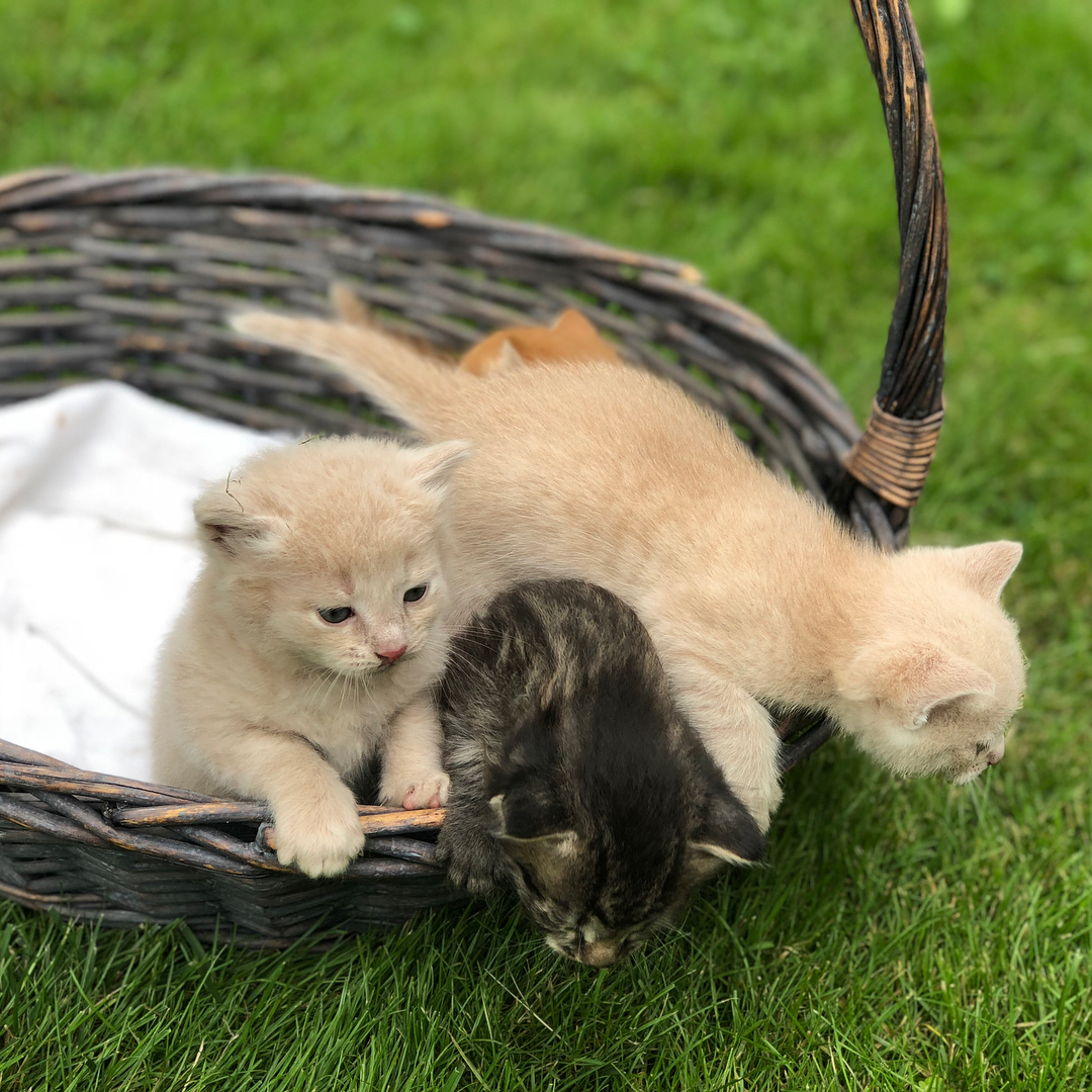 Новые котята Оли Поляковой