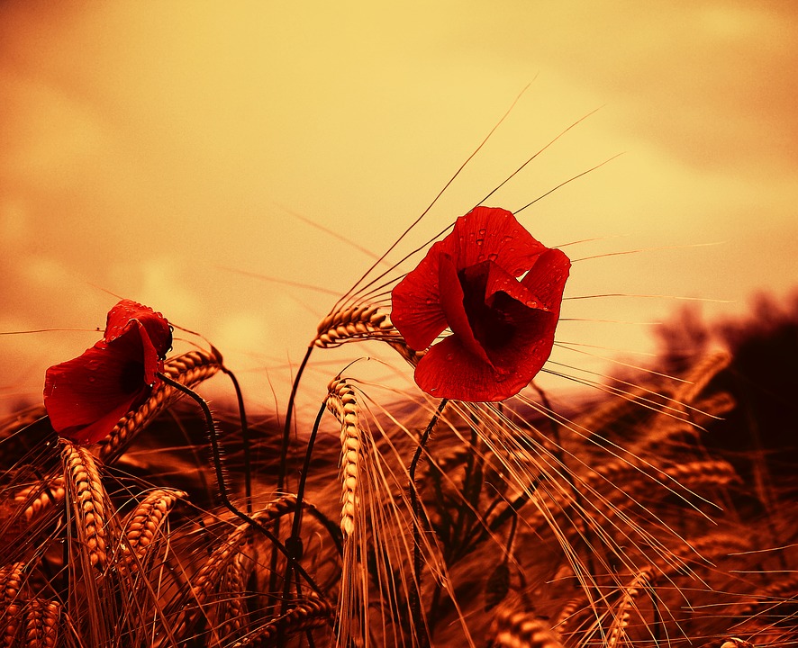 "Дожди помешают сбору урожая": синоптик рассказал, какой будет погода этим летом