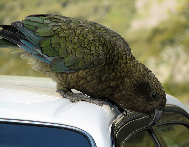 Вчені виявили папуг, що вміють сміятися